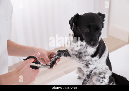 Close-up Of A Vet Cutting Dog's Toenail Stock Photo