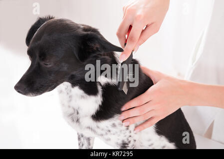 Vet Combing Dog's Hair Stock Photo