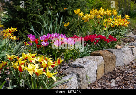 wildtulpenbeet - flowerbed with wild tulips Stock Photo