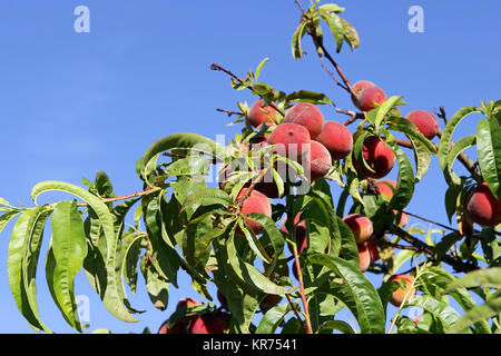 a peach tree. juicy ripe peaches on a tree Stock Photo