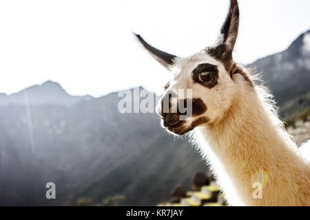 Llama portrait in Machu Picchu, Cuzco, Peru Stock Photo