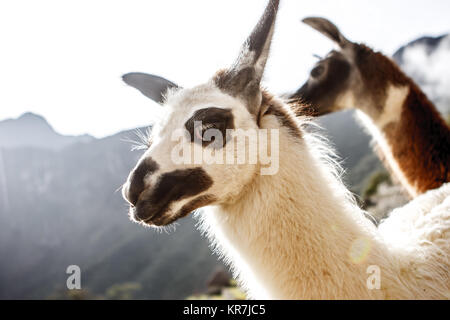 Llama portrait in Machu Picchu, Cuzco, Peru Stock Photo