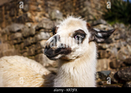 Llama portrait in Machu Picchu, Cuzco, Peru Stock Photo