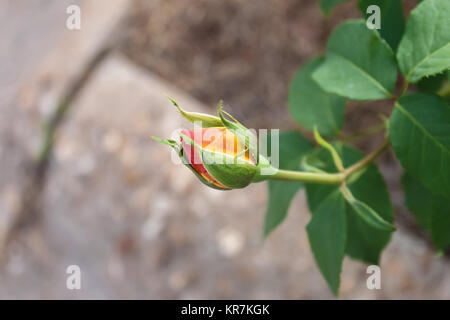 Yellow rose bud alone against a brownish blurred background Stock Photo