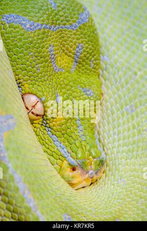 Green Tree Python (Morelia viridis) Hanging on branch waiting for prey.  Appears to be peaking from protection of its coils. Stock Photo