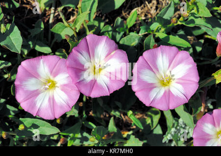 Trumpet-shaped Flowers Purple Bindweed, Convolvulus arvensis, an Invasive Vine Species aka Perennial Morning Glory, Field Bindweed or Creeping Jenny Stock Photo