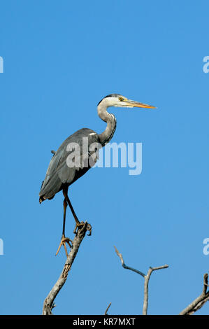 Single Adult Grey Heron, Ardea cinerea, Perched on Branch in the Camargue Wetlands or National Park, Provence, France Stock Photo