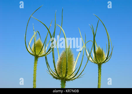 Flower Heads, Milk Thistle, Silybum marianum, aka Milkthistle, Blessed Milkthistle, Marian Thistle, Mary Thistle, Saint Mary's Thistle, Scotch Thistle Stock Photo