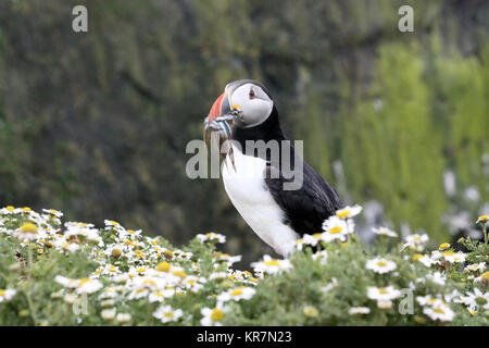 Puffins on Skomer Island, Pembrokeshire, Wales Stock Photo