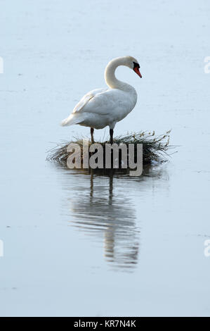 Single Mute Swan, Cygnus olor, on Nest in Middle of Vaccarès Lake or Etang, Camargue National Park, Provence, France Stock Photo