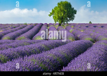 Rows of Lavender along the Valensole Plateau, Alpes- de-Haute-Provence, Provence France Stock Photo