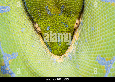 Green Tree Python (Morelia viridis) Hanging on branch waiting for prey.  Appears to be peaking from protection of its coils. Stock Photo