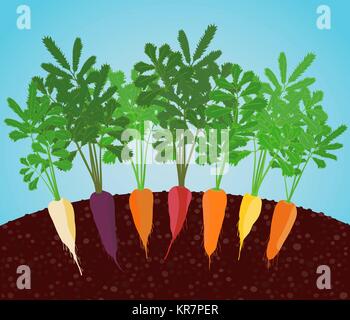 Rainbow Carrots Illustration. Growing vegetables in the soil. A garden bed of carrot. Classic orange, purple, dark red, white, and bright yellow varie Stock Vector