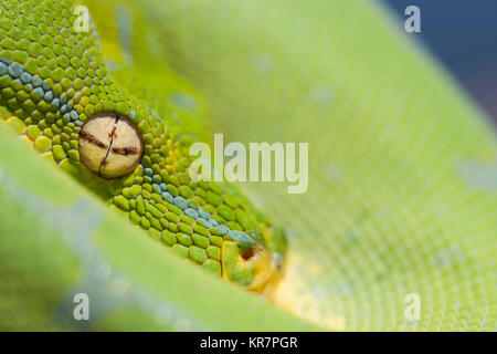 Green Tree Python (Morelia viridis) Hanging on branch waiting for prey.  Appears to be peaking from protection of its coils. Stock Photo