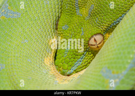 Green Tree Python (Morelia viridis) Hanging on branch waiting for prey.  Appears to be peaking from protection of its coils. Stock Photo