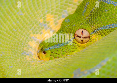 Green Tree Python (Morelia viridis) Hanging on branch waiting for prey. Stock Photo