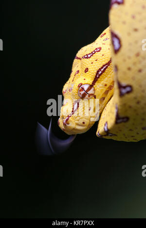 Portrait of a python snake coiled, Indonesia Stock Photo - Alamy