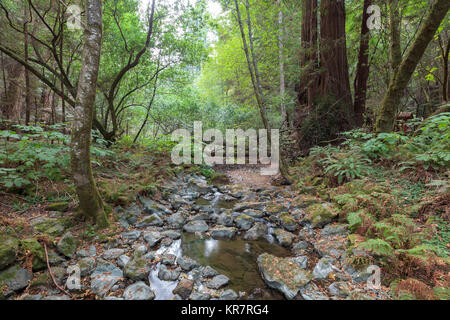 Muir Woods, National Monument in Marin County Stock Photo