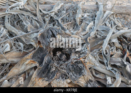 Dead plant with large dry leaves of gray and brown color in the sand of the beach of Guardamar in Spain Stock Photo