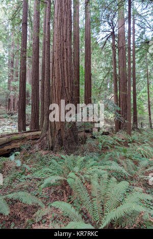 Muir Woods, National Monument in Marin County Stock Photo