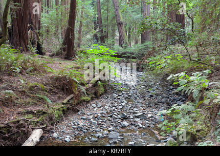 Muir Woods, National Monument in Marin County Stock Photo