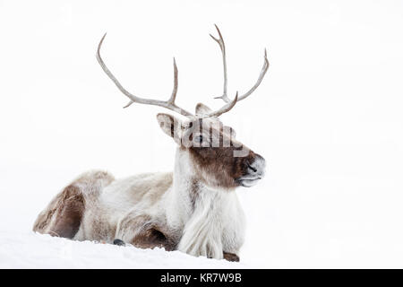 Reindeer, also known as the Boreal Woodland Caribou in North America, Rangifer tarandus, Manitoba, Canada. Stock Photo