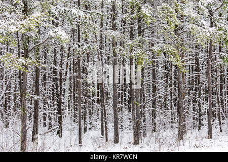 Boreal forest in winter, Thunder Bay, Ontario, Canada. Stock Photo