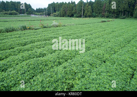 Shimousa Plateau, Tako Town, Katori District, Chiba Prefecture, Japan Stock Photo