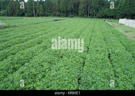 Shimousa Plateau, Tako Town, Katori District, Chiba Prefecture, Japan Stock Photo