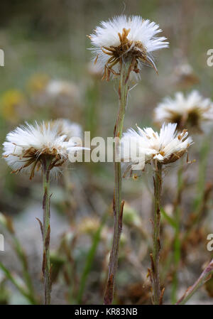 coltsfoot fruchtstand Stock Photo