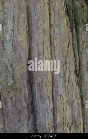 Europische Eibe, Eibe, Eibenbaum, Rinde, Borke, Stamm, Baumstamm, Taxus  baccata, European yew, Common yew, yew, bark, rind, trunk, stem, L'If  commun Stock Photo - Alamy