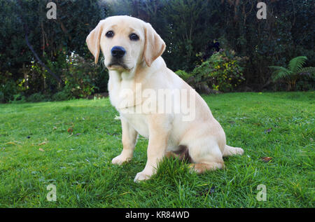 A young yellow labrador retriever sitting outdoors and looking at camera - John Gollop Stock Photo