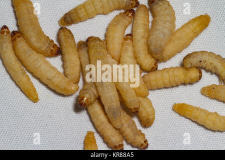 Waxworms Stock Photo