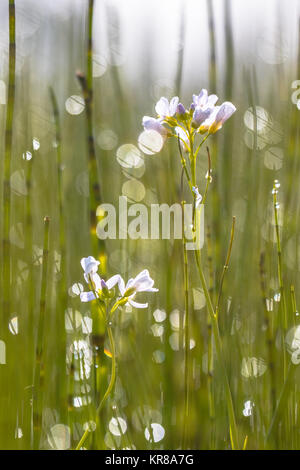 Cuckoo flower (Cardamine pratensis) in back lit meadow with blurred background spring concept Stock Photo