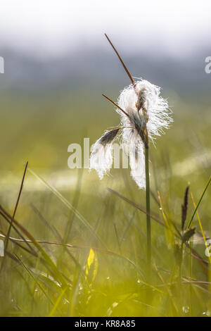 Common cottongrass (Eriophorum angustifolium) close up with habitat environment in background Stock Photo