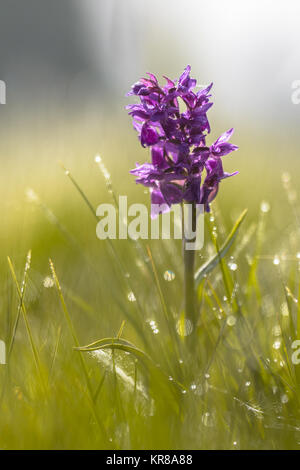 Back lit Broad-leaved Marsh Orchid (Dactylorhiza majalis subsp. majalis) in the dunes of Wadden island in the Netherlands Stock Photo