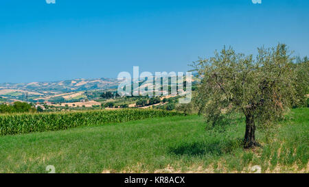Rural landscape along the road from Sant'Egidio alla Vibrata to Civitella del Tronto (Abruzzi, Italy) at summer Stock Photo