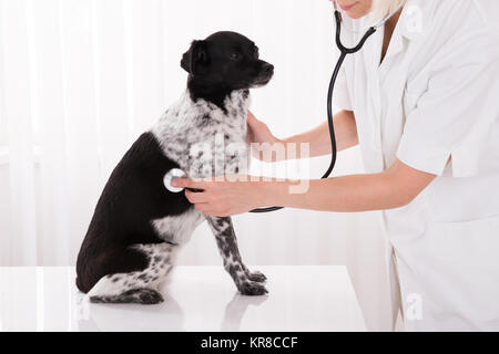 Vet Examining Dog In Hospital Stock Photo