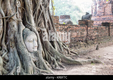 Head buddha statue in the roots tree Stock Photo