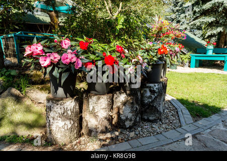 Red New Guinea impatiens flowers in pots Stock Photo