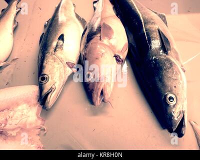 Fish on slaughterer table. Worker cleaning and filleting fresh sea cod fish in a family factory. Stock Photo