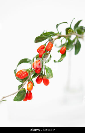 Wolf berry, Goji berry, Lycium barbarum,  Studio shot of red berries. Stock Photo