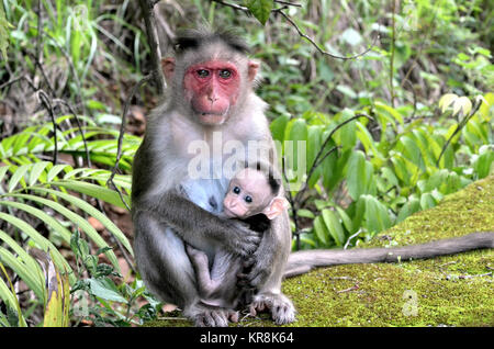 Baby monkey feels protected and comfortable in mother's hands Stock Photo