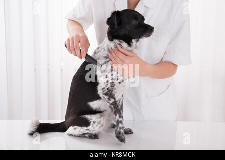 Vet Combing Dog's Hair Stock Photo