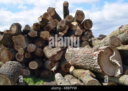 Logs are piled in a heap an front of the sawmill Stock Photo