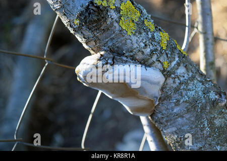 Tinder fungus on a branch Stock Photo