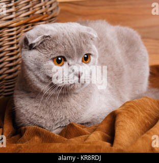 gray cat with yellow eyes Scottish Fold Stock Photo