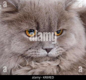 portrait of gray cat with yellow eyes Stock Photo