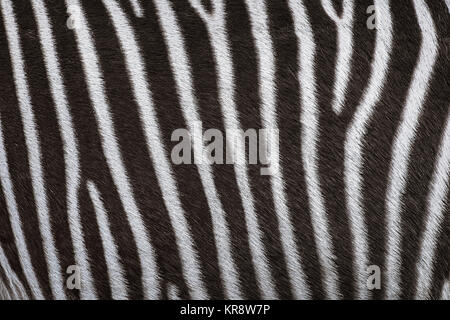 Zerbra Coat Background Stock Photo