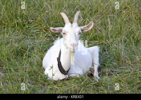 Goats grazing in the meadow Stock Photo